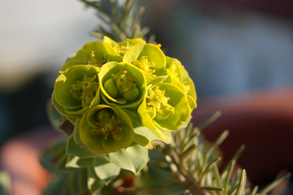 Yellow flowers spring flowers bloom