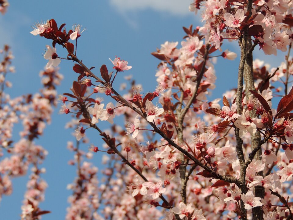 Flower season blooming