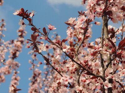 Flower season blooming