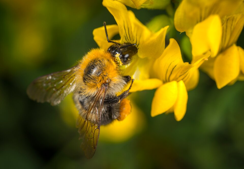Pollination pollen macro