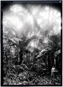 Expeditielid A. Franssen Herderschee in palmbos bij Griencassaba