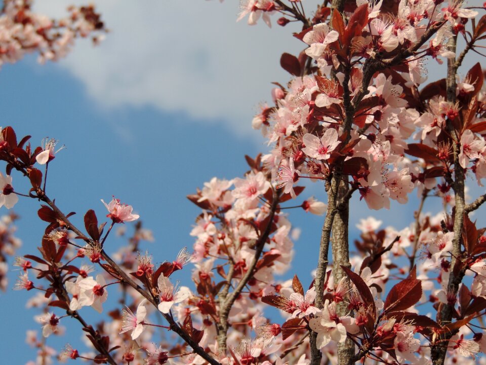 Branch season flora