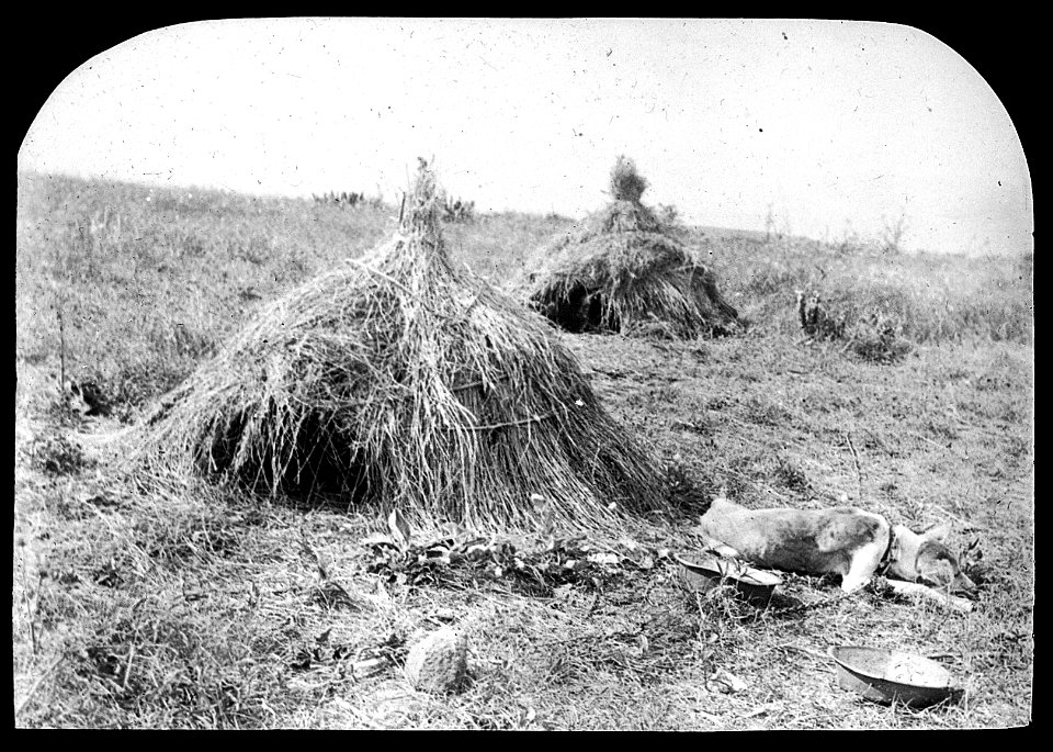 Experimental dogs, Zululand Wellcome L0022654