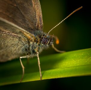 Nature macro mustache