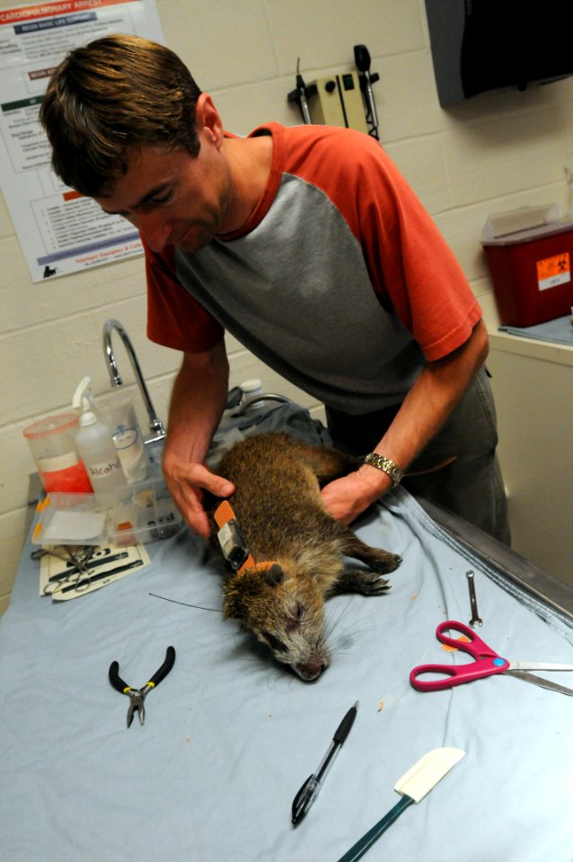 Experts Track GTMO Wildlife DVIDS287535