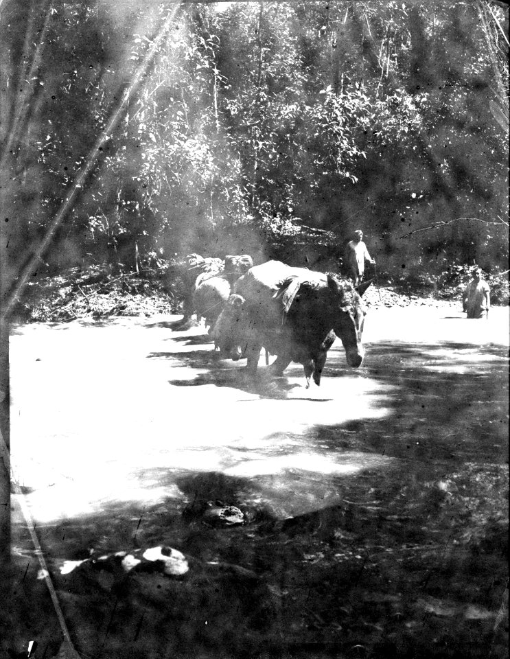 Expeditionen på väg till Rio Tambopota. Sydamerika, Rio Tambopata. Bolivia - SMVK - 002393