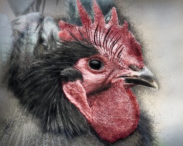 Poultry nature feather