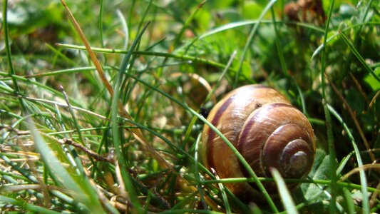 Snail shell spiral pattern photo