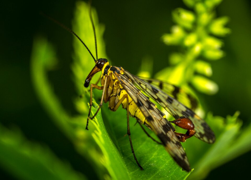Outdoors animals scorpionica