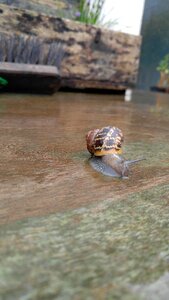 Snail garden rainy day snail