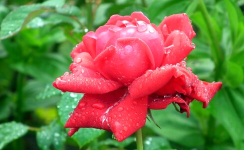 Plant flower rose photo