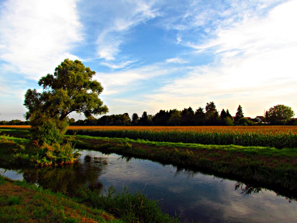 The brook nature green