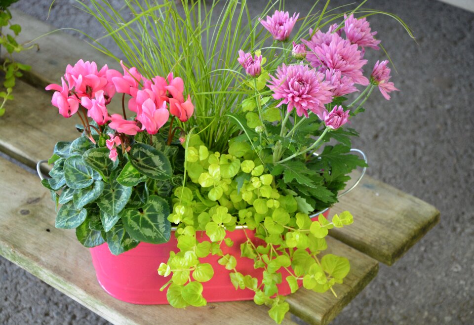 Floral composition decoration offer