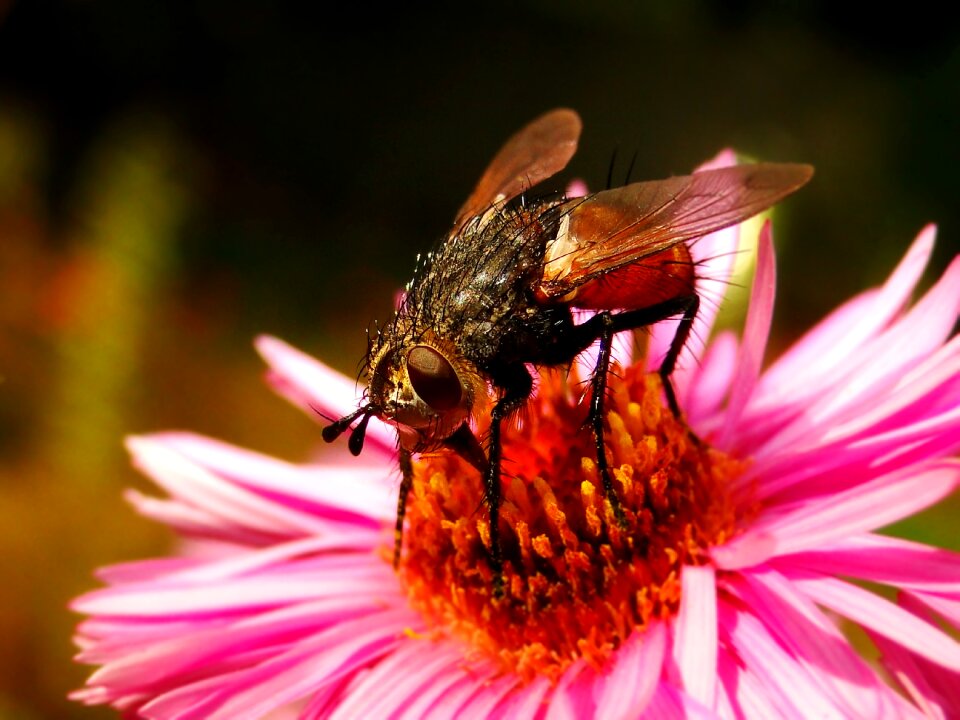 Flower closeup animals