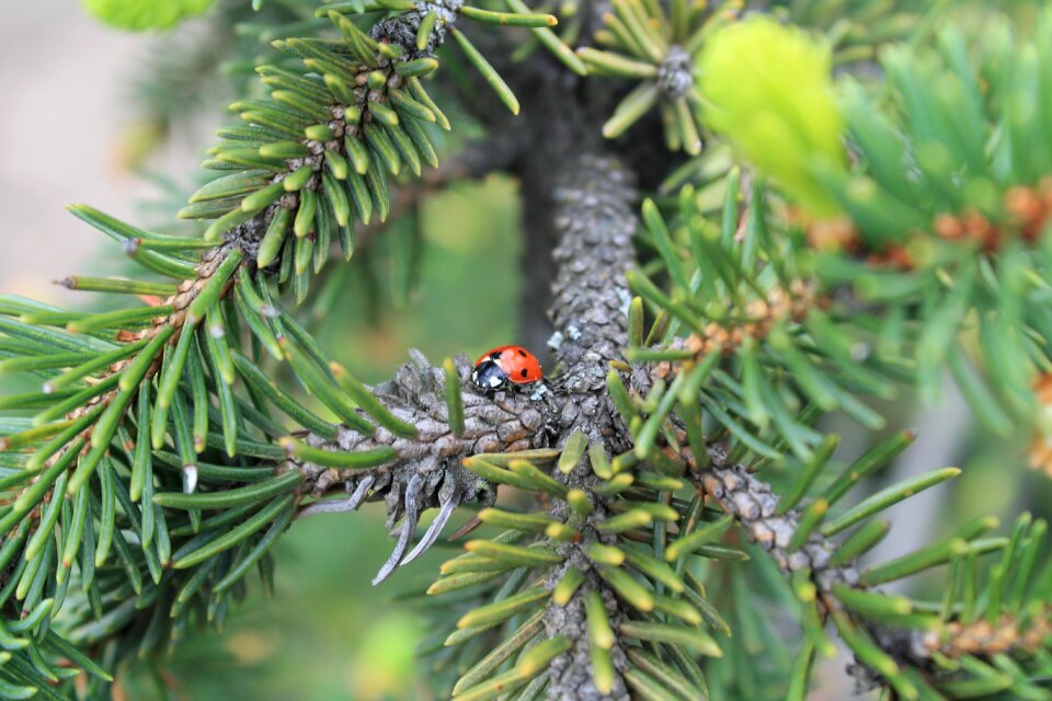 Evergreen nature pine