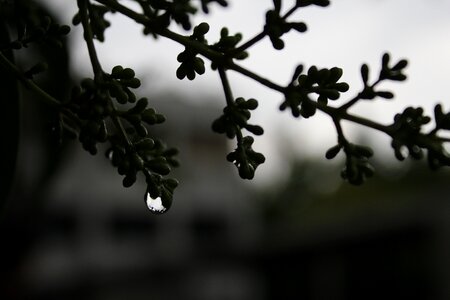 Gloomy branch tree