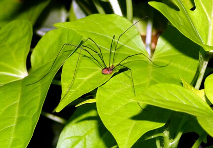 Arachnid long macro