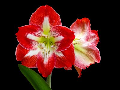 Amaryllis petal spring