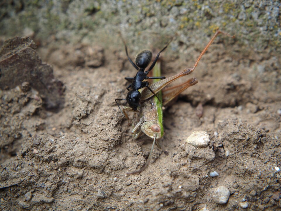 Insect grasshopper garden