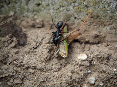 Insect grasshopper garden