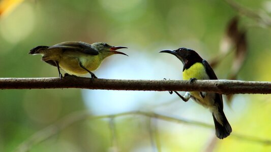 Nature wing wild photo