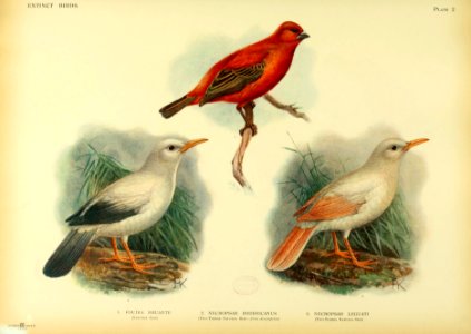 Extinct birds - an attempt to unite in one volume a short account of those birds which have become extinct in historical times - that is, within the last six or seven hundred years - to which are (14747609621) photo
