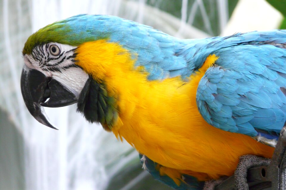 Colorful animal bill