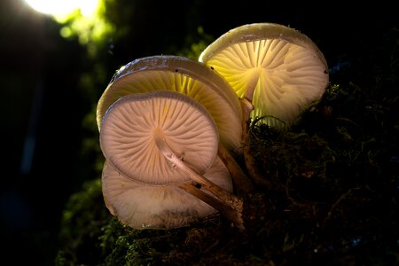 Book mucus oyster mushroom nature forest
