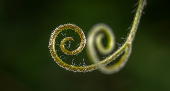Sheet spiral mustache