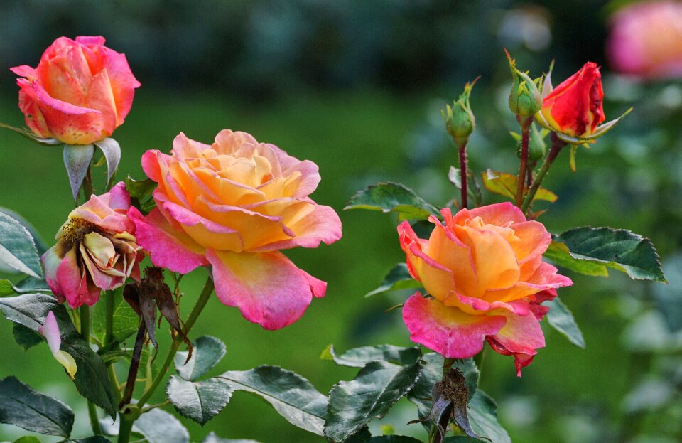 Blossom bloom garden roses