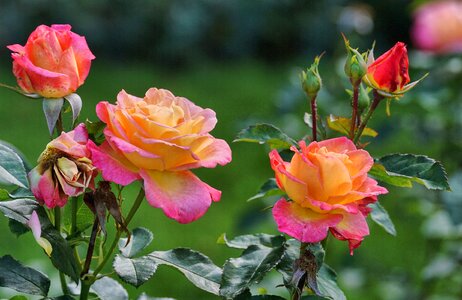 Blossom bloom garden roses photo