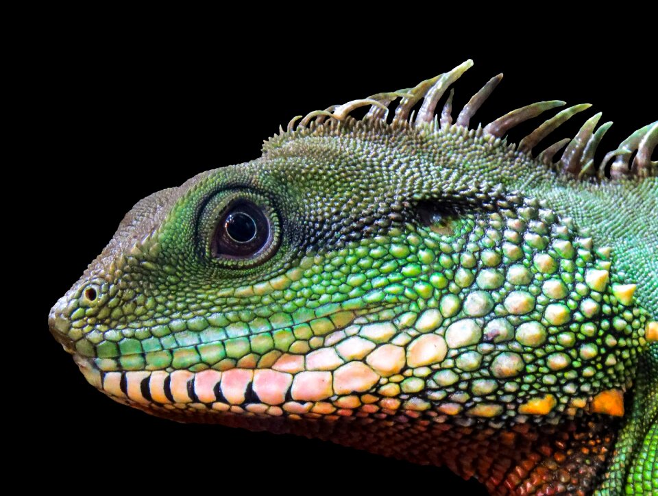 Iguana dragon nature