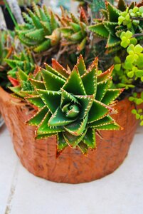 Malta green plant
