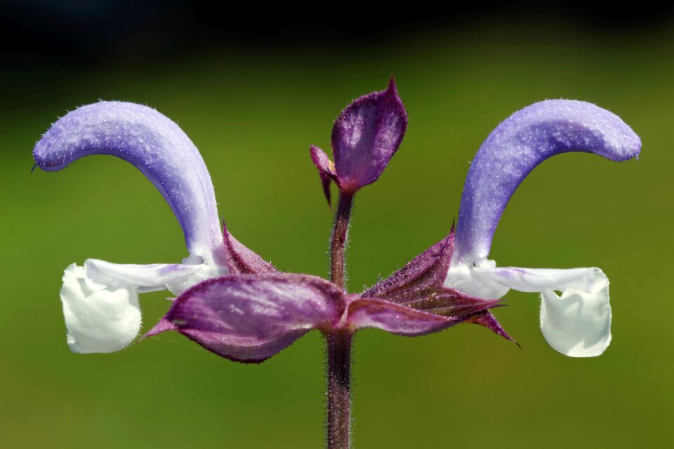 Plant flora the delicacy