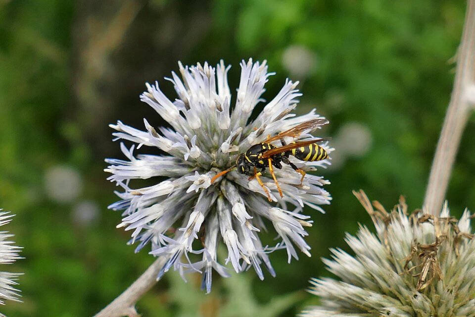 Macro original beautiful