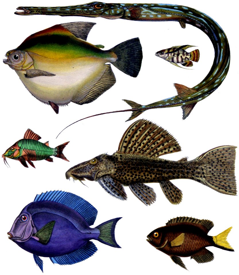 F de Castelnau-poissons - Diversity of Fishes (Composite Image)