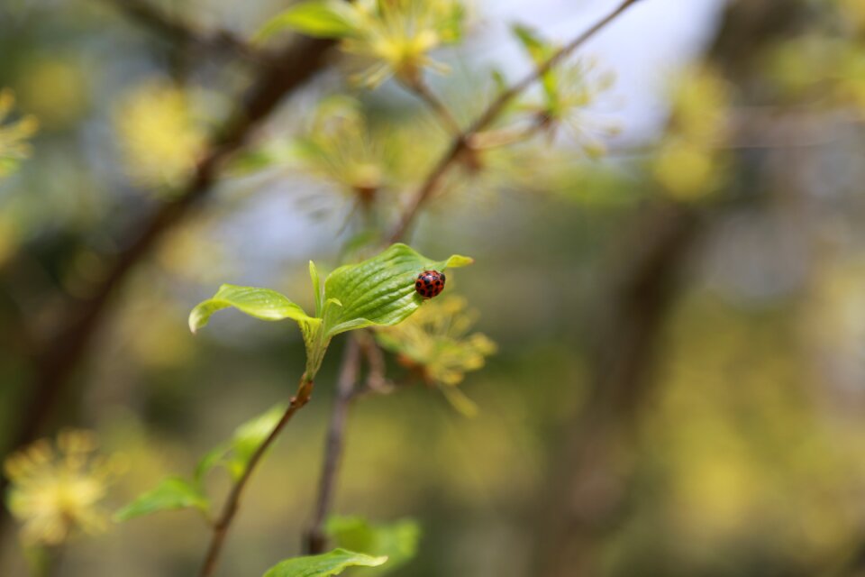 Leaf outdoors wood