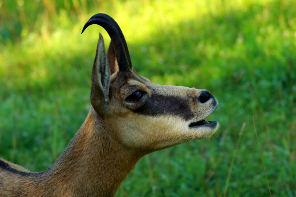 Alpine nature wild animal