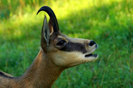 Alpine nature wild animal photo