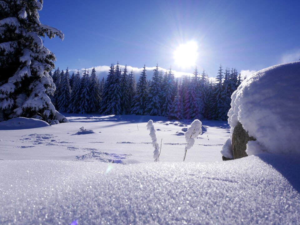 Frozen season frost photo