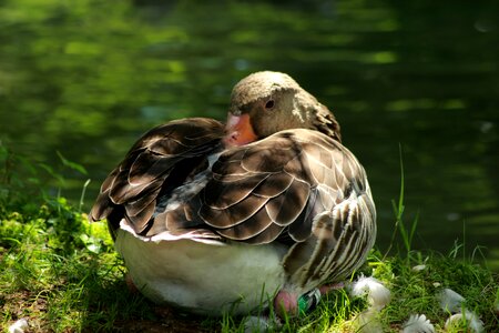 Water nature poultry photo