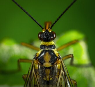 Living nature animals scorpionica