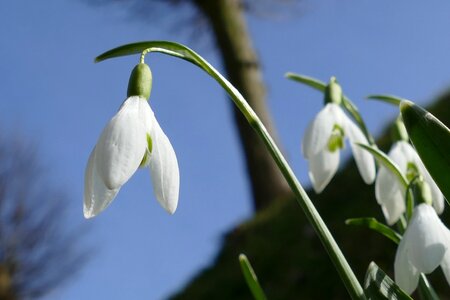 White plant spring