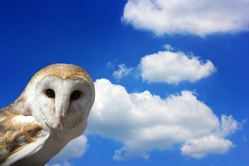 Bird bird of prey bill