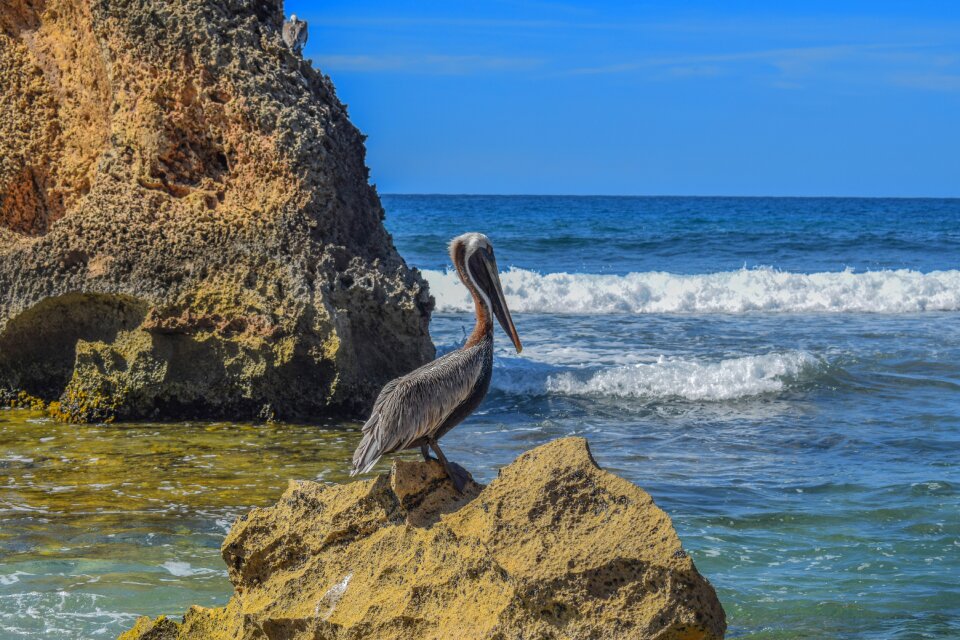 Ocean nature seashore