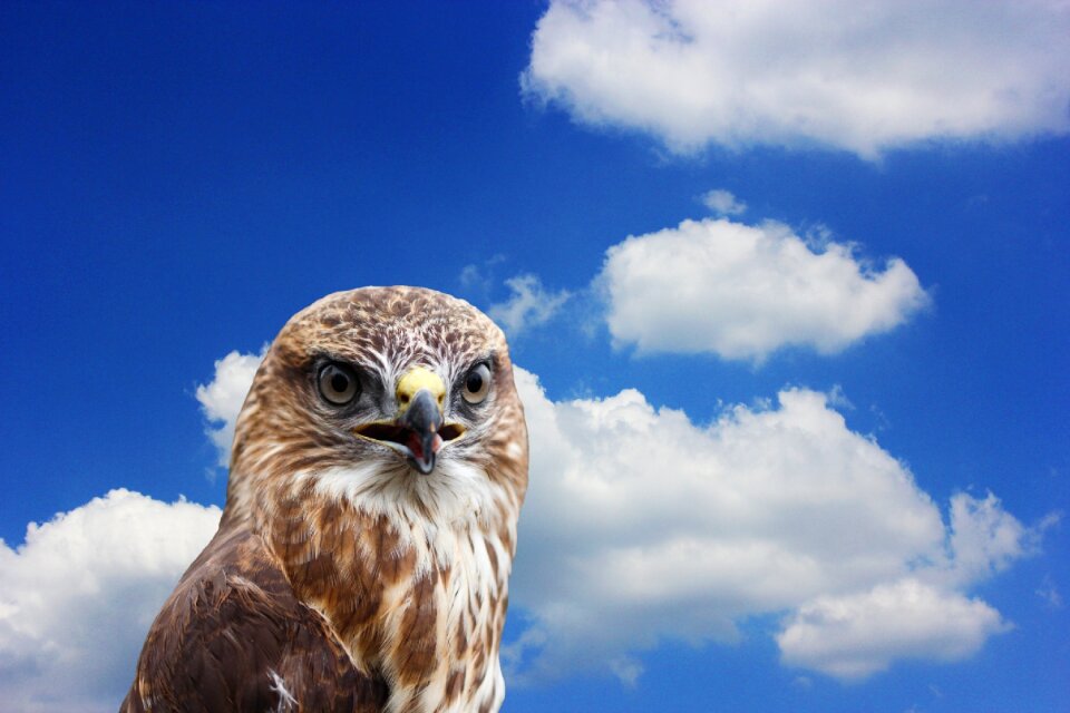 Bird of prey common buzzard animal