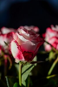Decorative floral decor