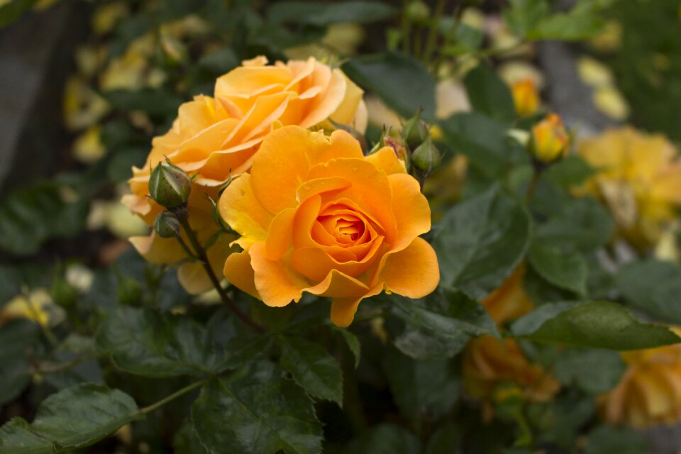 Bloom nature rose blooms