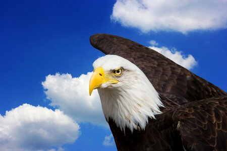 Raptor heraldic animal bald eagle