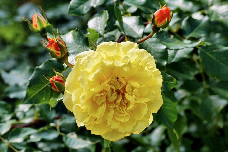 Flower nature garden